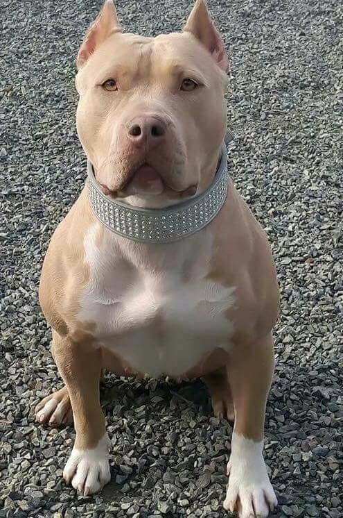pix American Pit Bull Terrier Dog Breed Cute pinterest