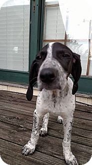 Sweetwater Tn Bluetick Coonhound Pointer Mix Meet Stella A