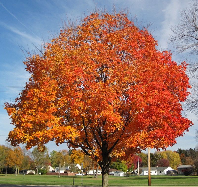 Sugar Maple Tree | Red maple tree, Maple tree tattoos, Maple tree