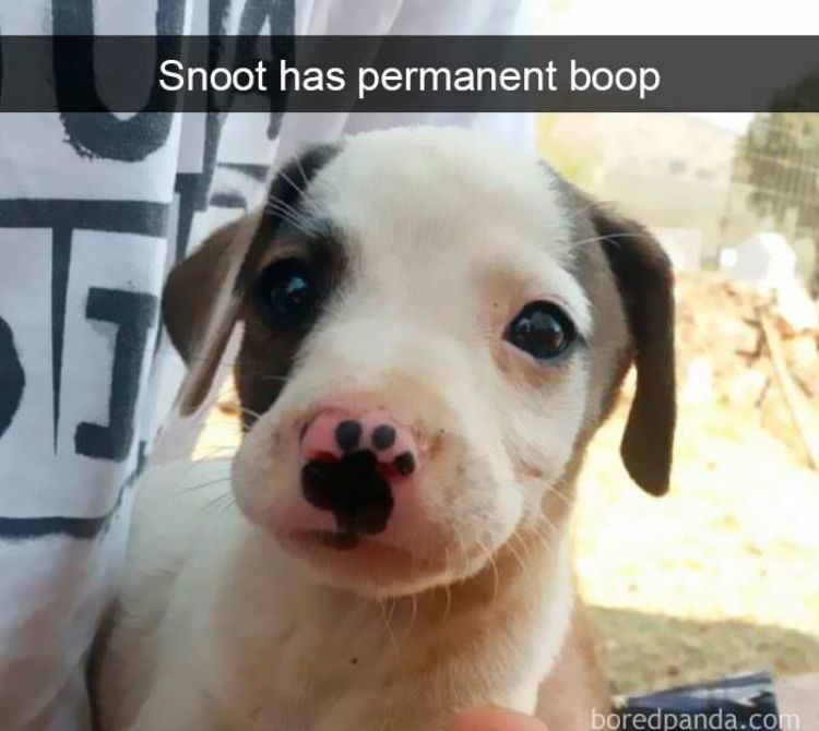 Snoot Has Permanent Boop Dog Snapchats Cute Baby Animals Funny