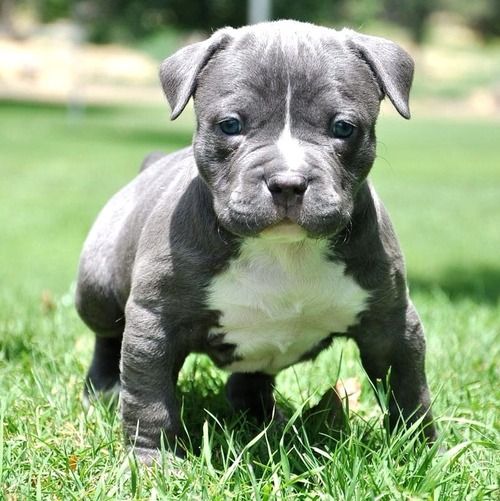 Pin On Dogs And Other Pets