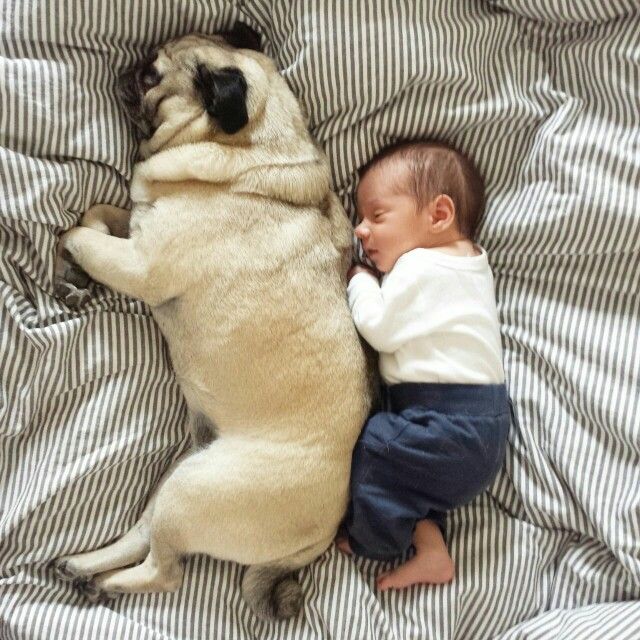 So Adorable Pug And Baby Cuteness Cute Pugs Cute Pug Puppies