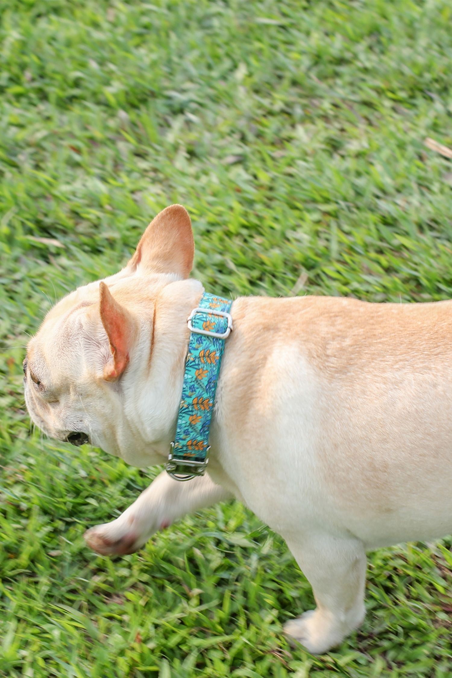 Unique Dog Collar For Small Dogs Cute Dog Collars French