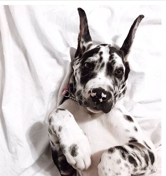 Best Night Time Housetraining Routine Animals Animals Dogs