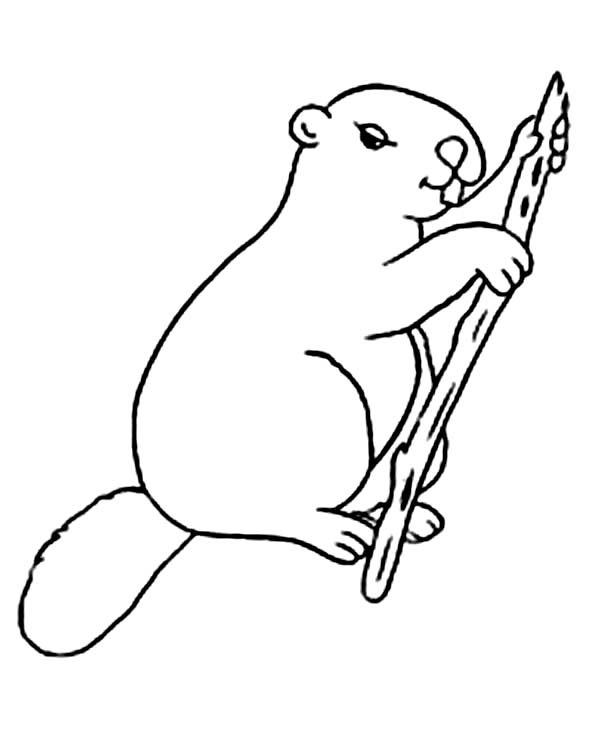 Pin by ColoringSun on Beaver Coloring Pages Animal coloring pages