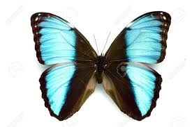 Image result for rare butterflies | Butterfly, Insects, World of color