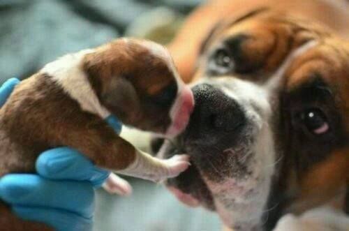 Dallas AKC Male Boxer 800 Male boxers, Akc, Boxer puppies