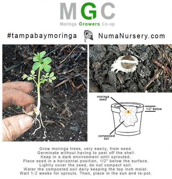 tree nursery tampa numa nursery tampa bay moringa tree planting instructions tree nursery tampa numa nursery tampa bay moringa tree planting instructions