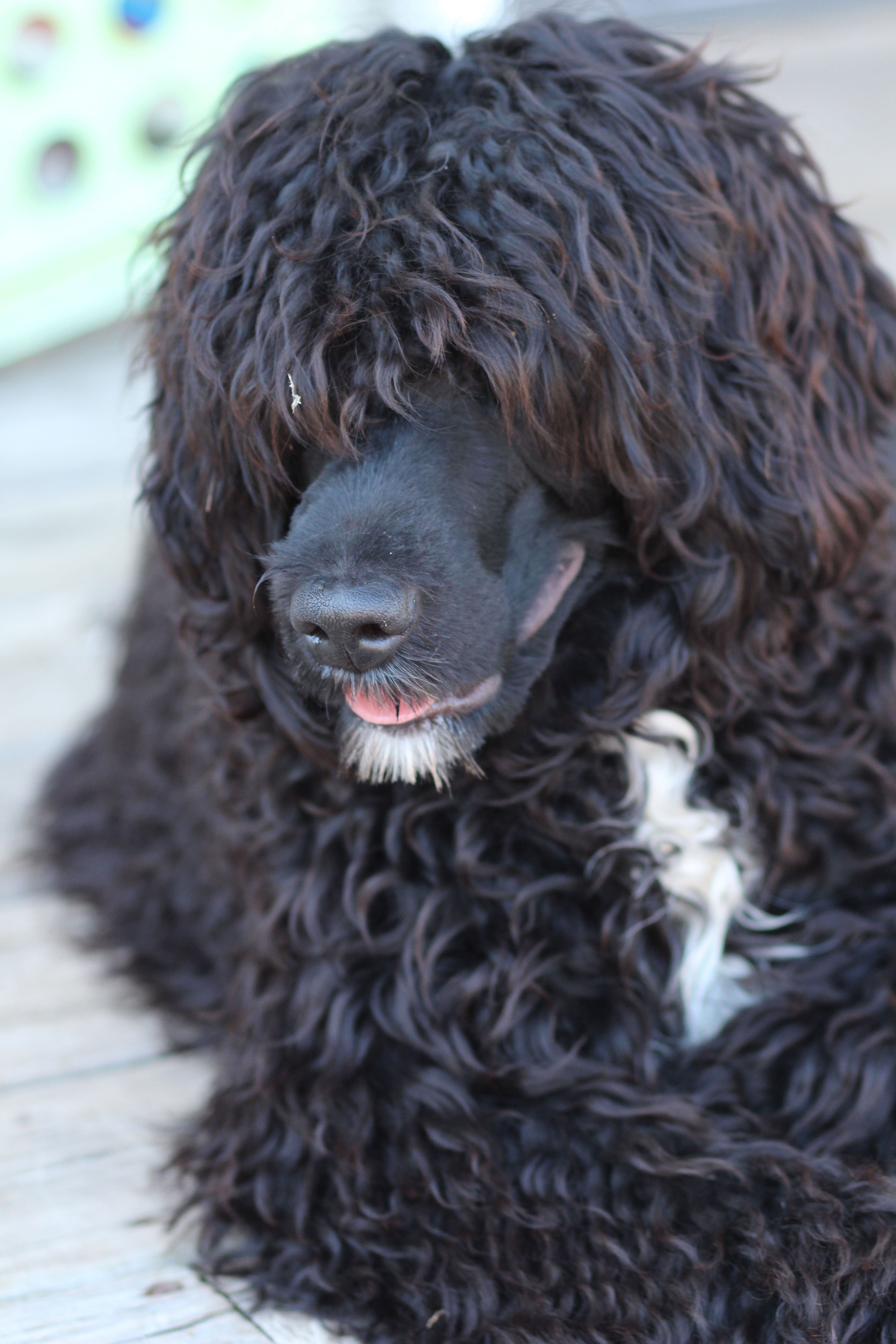 Portuguese Water Dog Portuguese Water Dog Puppy Portugese