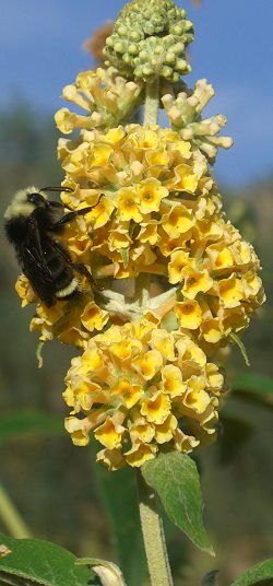 Winter Butterfly Bush Senna Bicapsularis In 2020 Butterfly Bush Yellow Flowers Single Tree