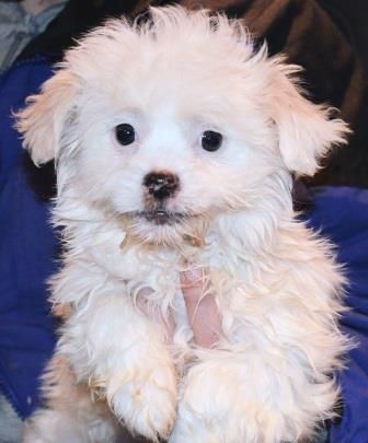 Adopt Georgie Porgie On Puppies Animal Rescue Animals
