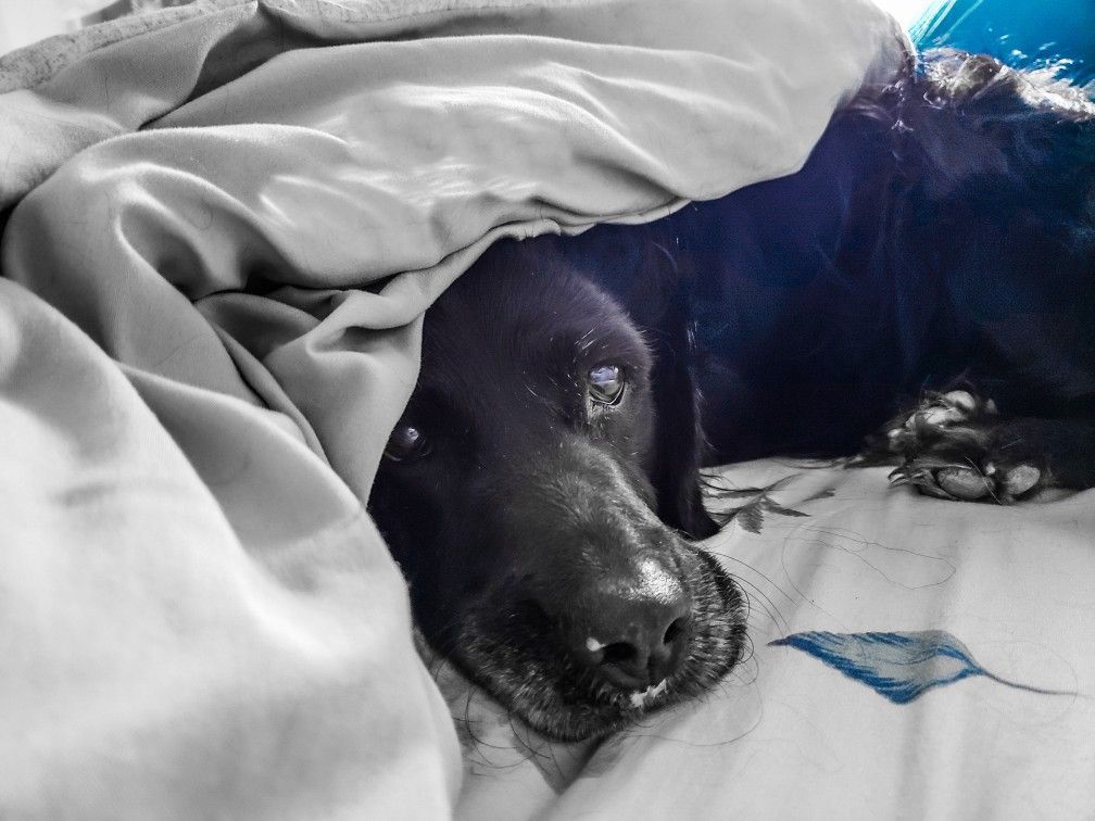 3 Glorious Great Danes Dog Ideas Spectacular Ideas About Dogs