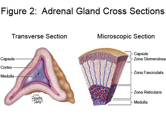 adrenal cortex fractions adrenal cortex fractions