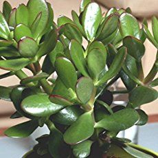 The jade plant, care for these small, sturdy succulents is simple and the Crassula (real name) is a great beginner houseplant, along with the spider plant. Crassula Ovata, Unique Plants, Exotic Plants, Succulent Pots, Planting Succulents, Mexican Hat Plant, Easy Plants To Grow, Echeveria, Propagating Succulents