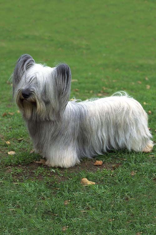 The Skye Terrier: A Complete Guide | Doggie Designer Skye Terrier, Boston Terrier, Terriers, Airedale Terrier, Terrier Dog Breeds, Unusual Dog Breeds, Rare Dog Breeds, Pet Dogs, Dogs And Puppies