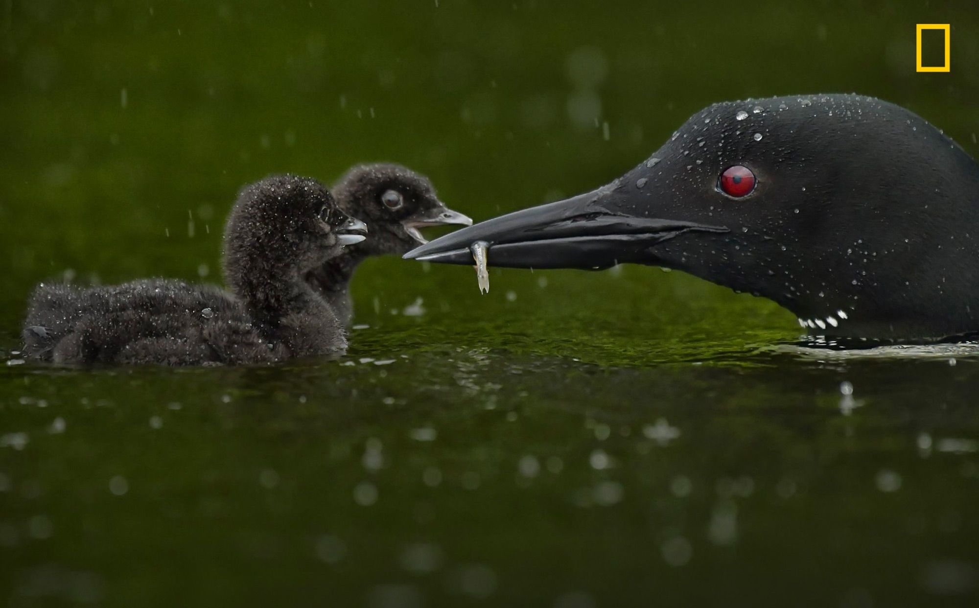 Estas 9 fotografias são fortes candidatas no Concurso de Fotografia de Viagem da National Geographic de 2019 Beautiful Moments, Beautiful Birds, Ponte Golden Gate, Travel Instagram Accounts, National Geographic Travel, Elephant Seal, Mountainous Terrain, Marine Reserves, Colossal Art
