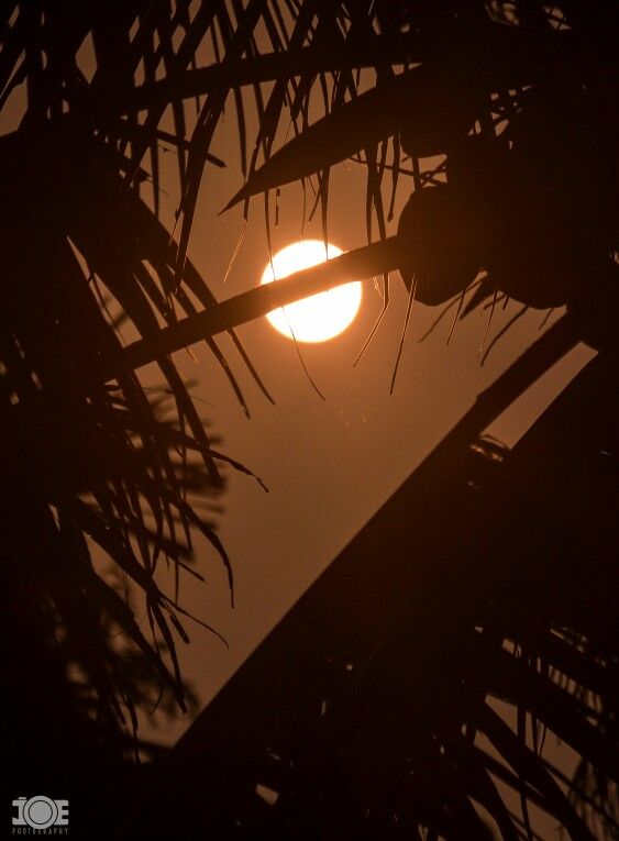another full moon day in kerala india the frame shows a coconut