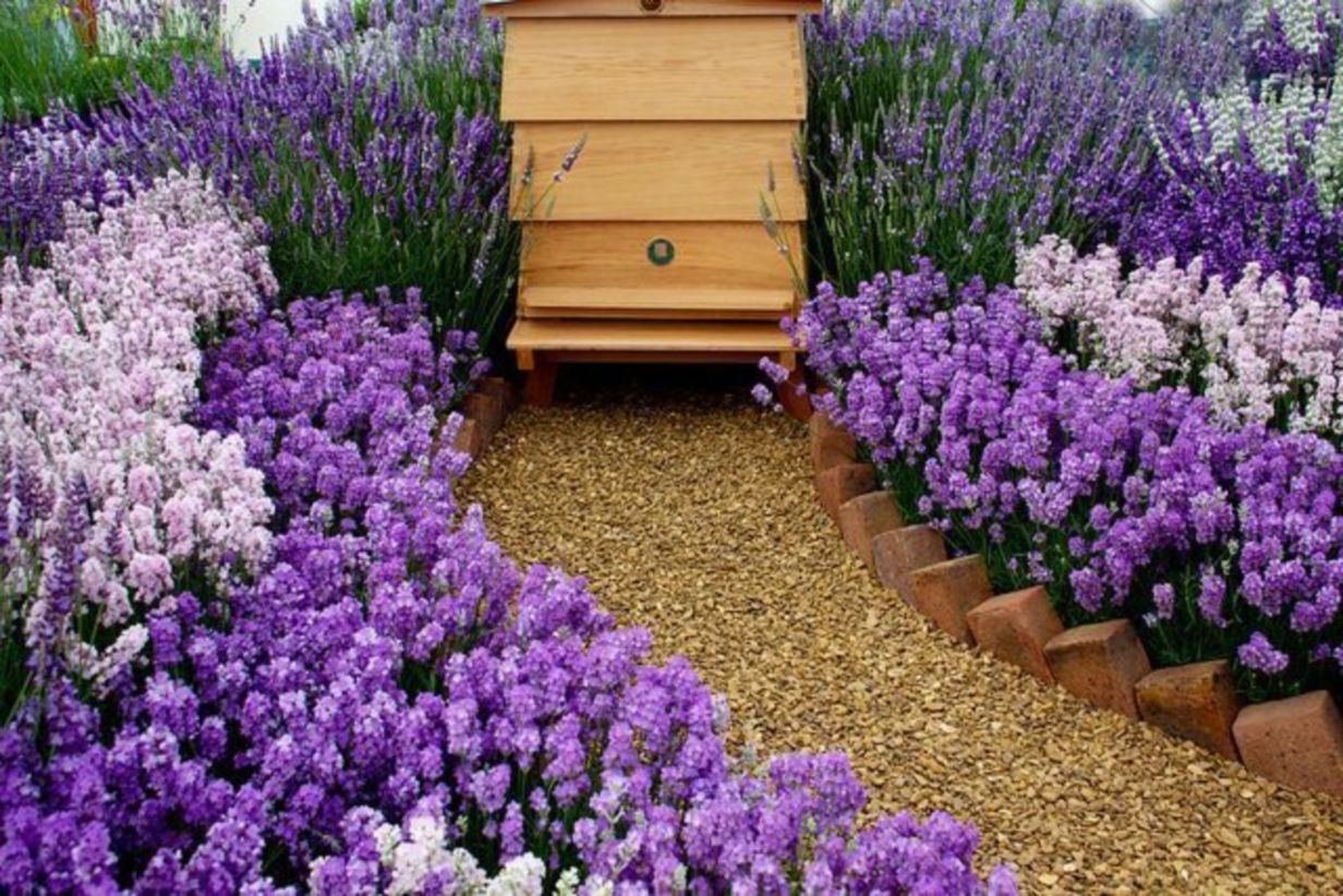 Pin on GARDEN