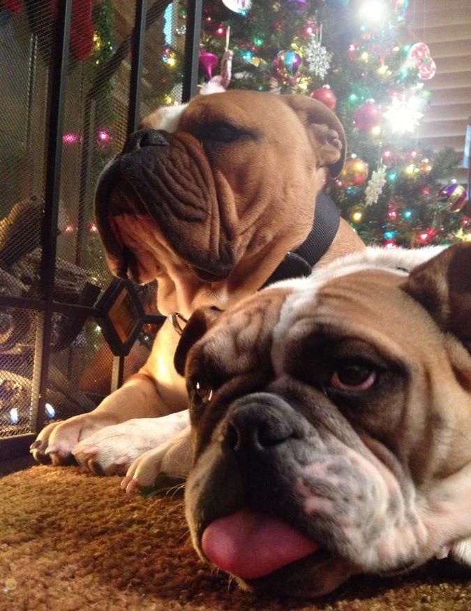 Awesome Bullies English Bulldog Englishbulldog Bulldogs Breed