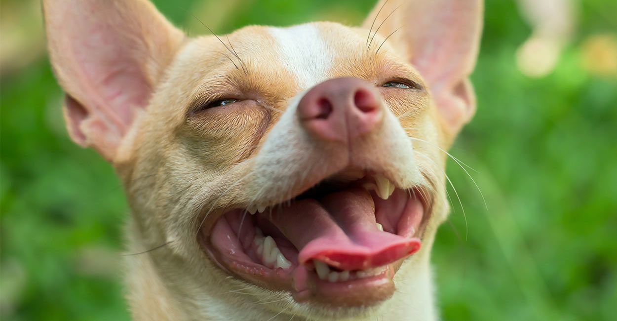 Big Apple Head Chihuahua