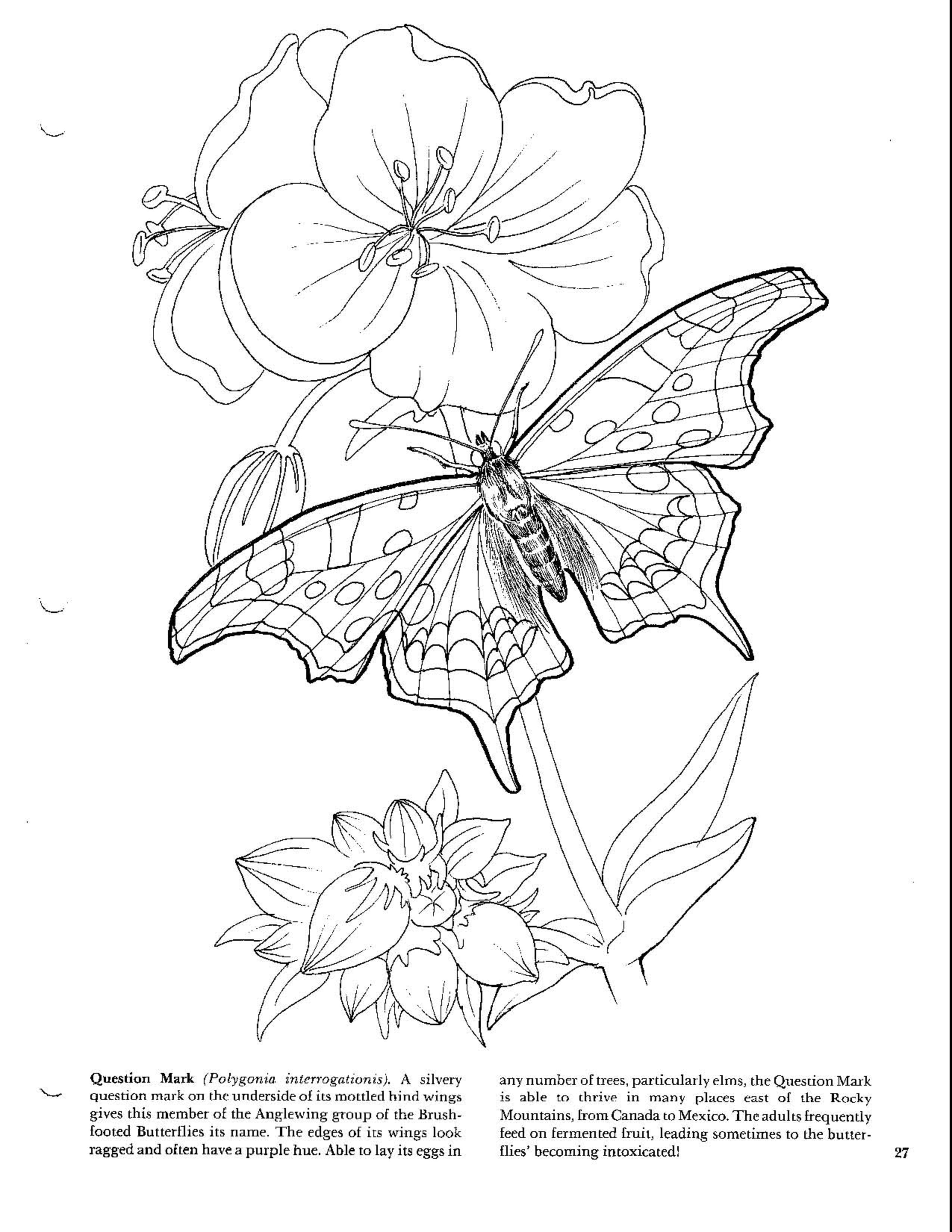 Download Butterflies - Coloring Book | Butterfly coloring page, Swear word coloring, Coloring pages