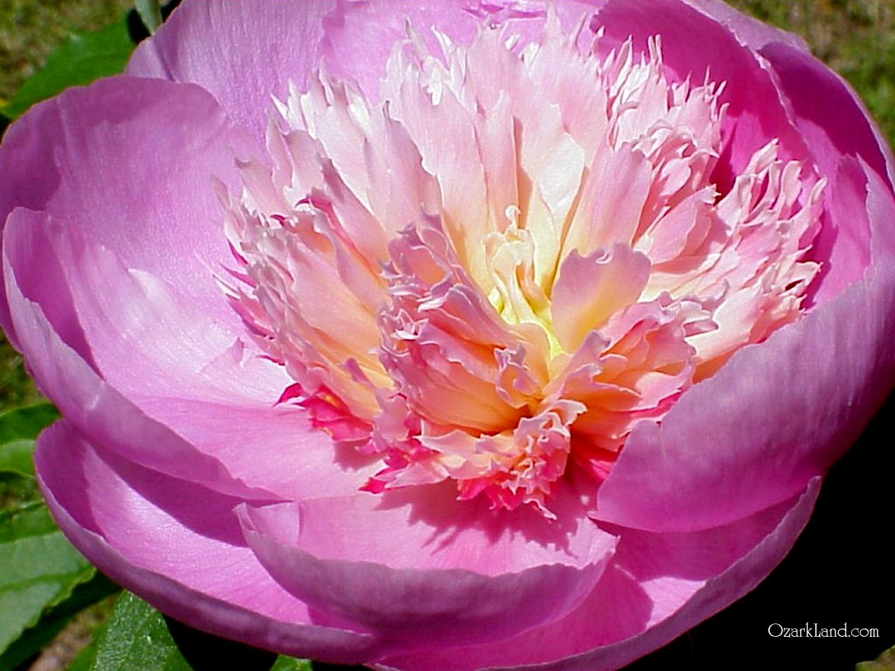 Pink Peonies Gomi Scandinavianstudy Com Pionate About Pink Peonies Gomi Scandinavianstudy Com