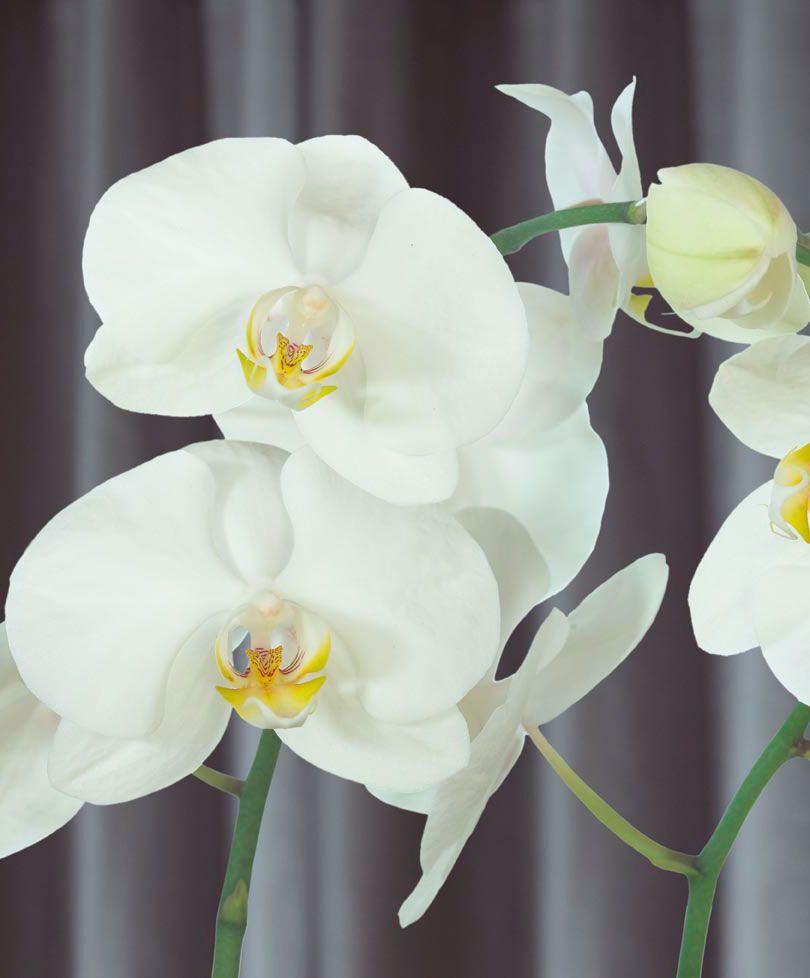 orchidea phalaenopsis bianca orchidea phalaenopsis bianca