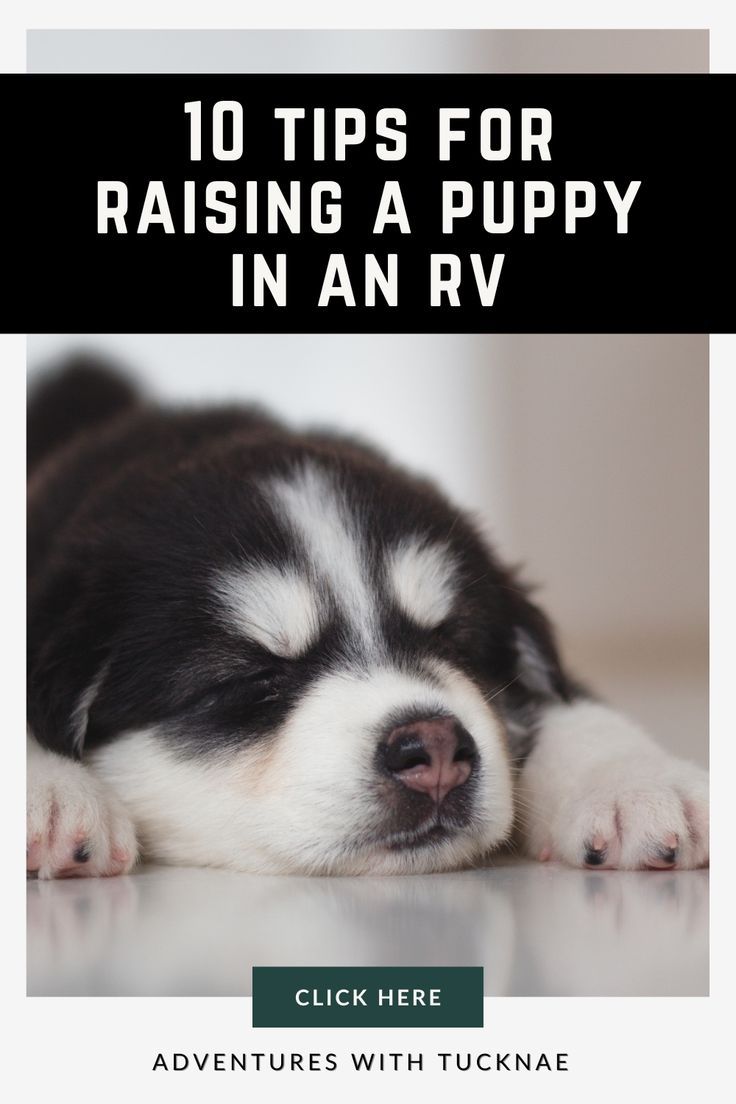 10 Tips For Raising A Puppy In An Rv Artofit 10 Tips For Raising A Puppy In An Rv Artofit