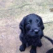 Www goal com uk man u news Miniature labradoodle puppies for sale cambridgeshire
