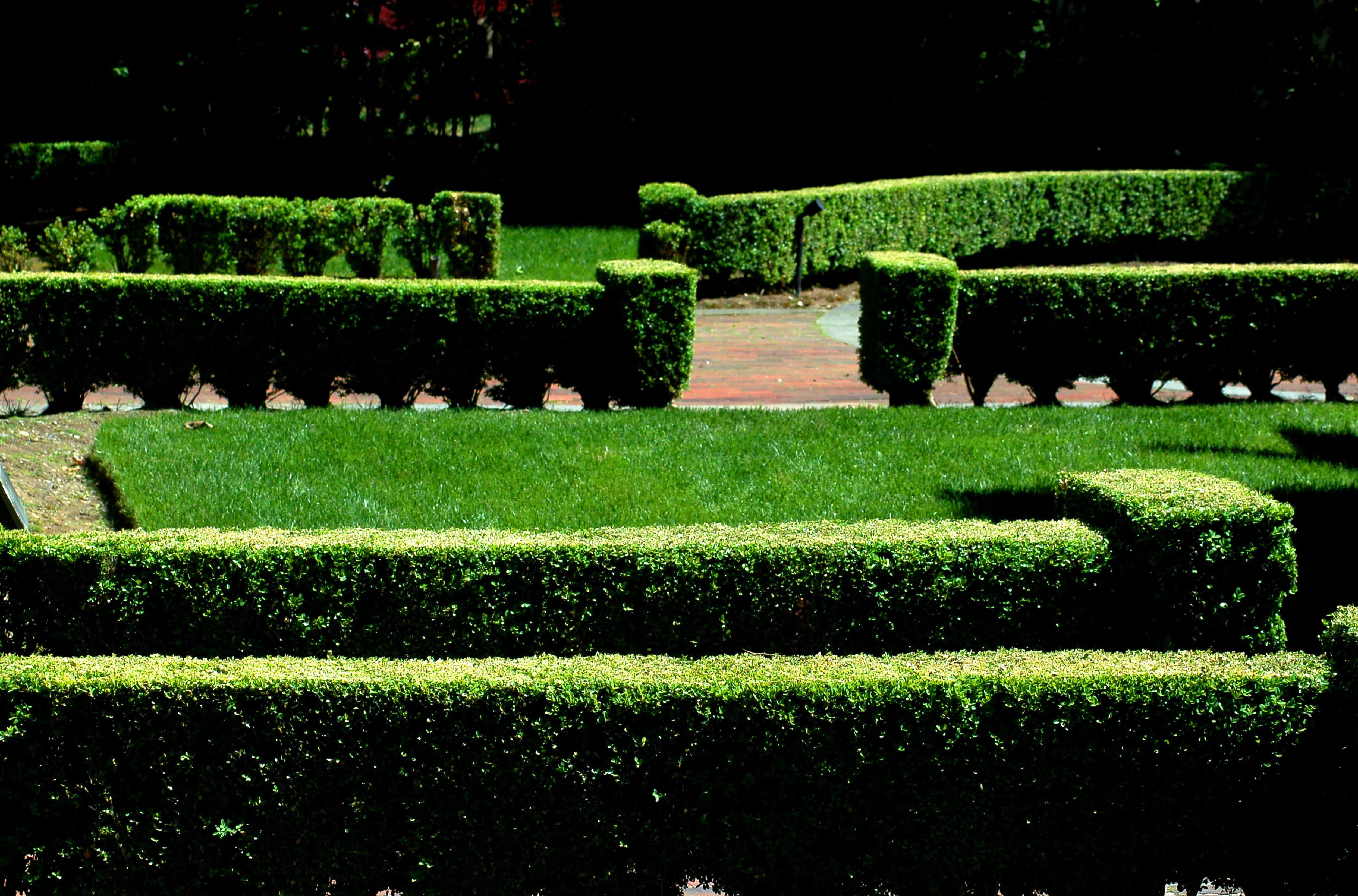 Boxwood Nursery Near Me