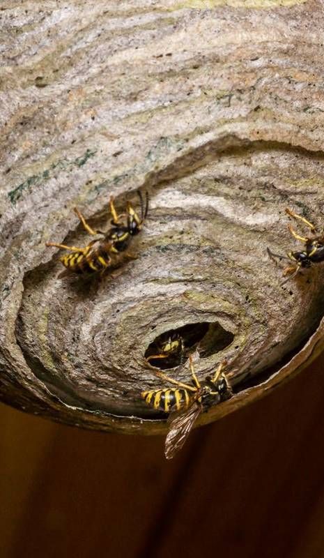 Cómo quitar nidos de avispas