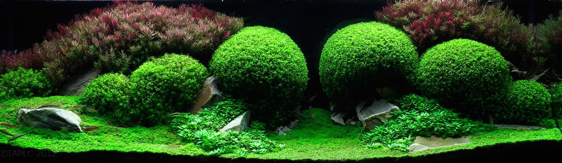 Francisco Wu, Spain. 2012 IAPLC Top 100. | www.eklectica.in Nature Aquarium, Aquascape Aquarium, Planted Aquarium, Aquarium Fish, Fish Aquariums, Aquariums Super, Amazing Aquariums, Aquatic Garden, Aquatic Plants