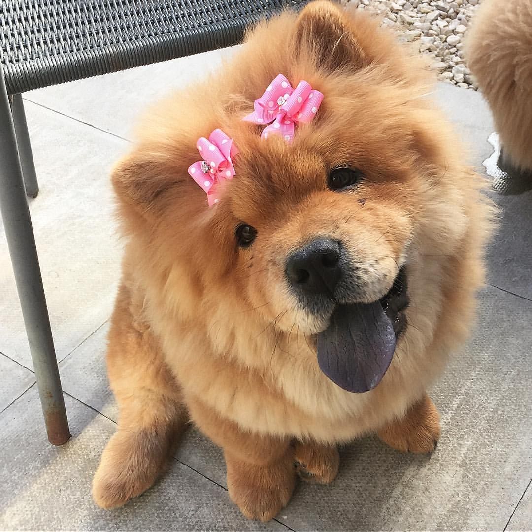 Duke And Duchess Chow On Instagram Duchess Is Too Gorgeous