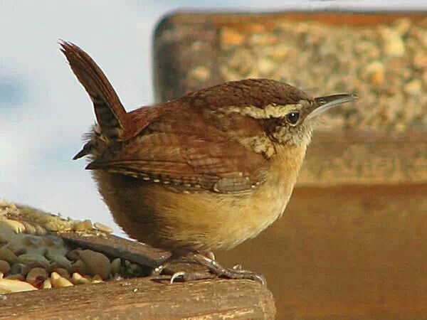 The Little Wren One Of My Favorite Birds Birds Pet Birds