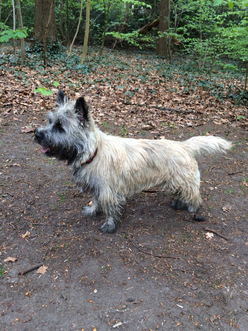 Toto 9 Maanden Oud Cairn Terrier Terrier Dogs