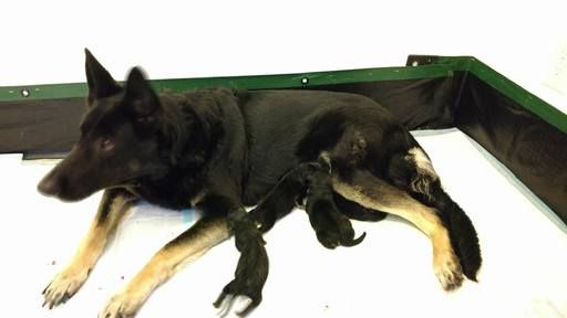 German Shepherd Dog Puppy For Sale In Warren Ma Adn 23114 On