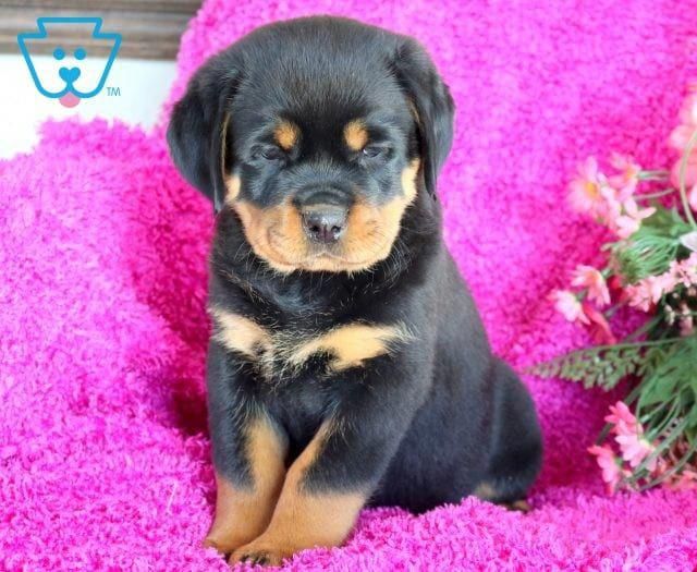 Sweetheart Rottweiler Puppies Rottweiler Puppies For Sale
