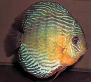 Дискусы (Symphysodon) | Каталог статей | Аквамир зоомагазин в Тольятти Discus Fish, Cichlids, Animals, Pisces, America, Animales, Animaux, Animal, Animais