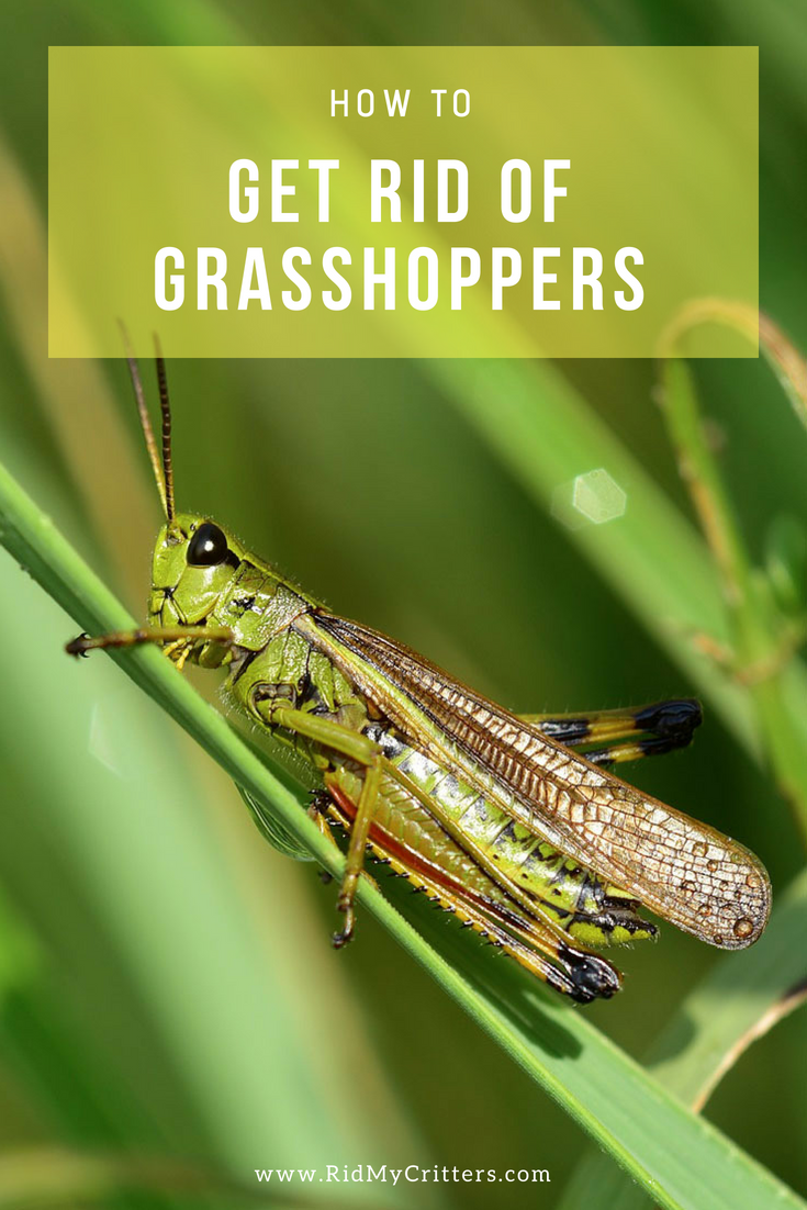 11 Ways to Get Rid of Grasshoppers (Quick, Effective, and Natural)