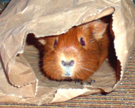 Pin on Guinea Pigs!!!