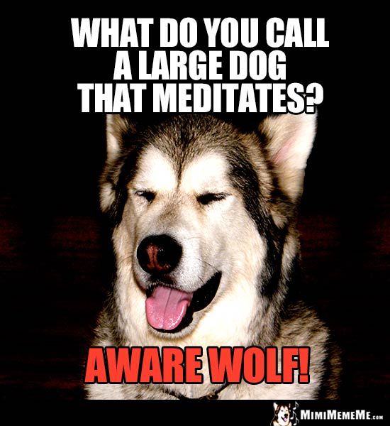 Halloween Dog Joke What Do You Call A Large Dog That Meditates