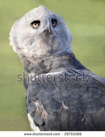 central american harpy eagle or harpia harpyja corcovado national
