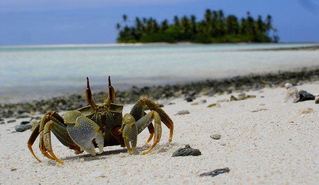 cocos crab christmas island isla del coco and travel inspiration cocos keeling island crab