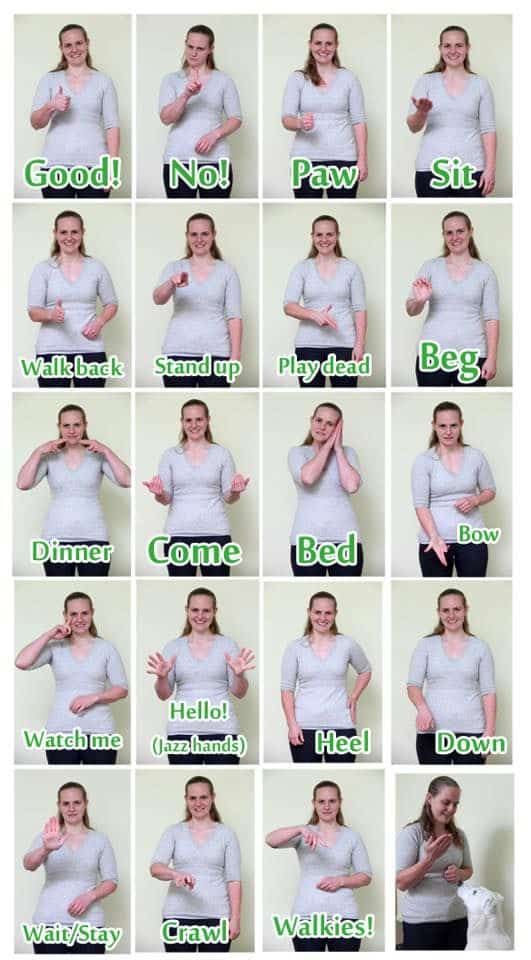How to Train a Deaf Dog | PawLeaks Dog Training Methods, Basic Dog Training, Dog Training Advice, Dog Training Techniques, Training Your Puppy, Boxer Training, Training Classes, Training Collar, House Training