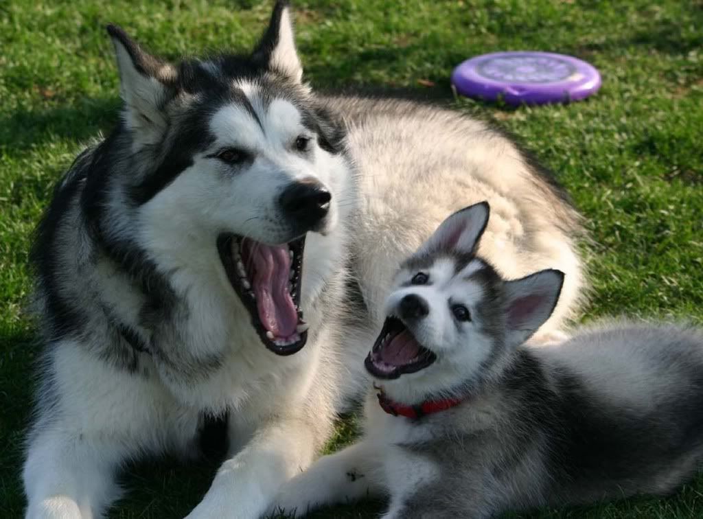 Alaskan Malamute Mother Puppy Malamute Dog Alaskan