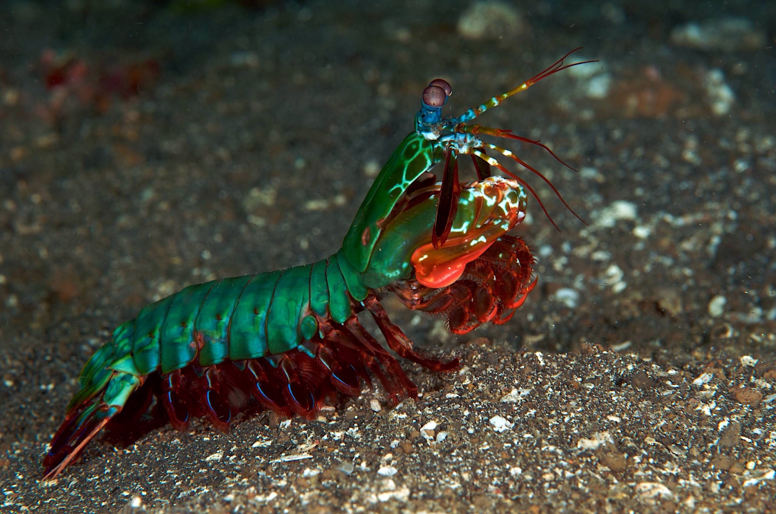 mantis shrimp mantis shrimp