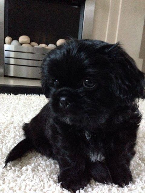 black male shih tzu