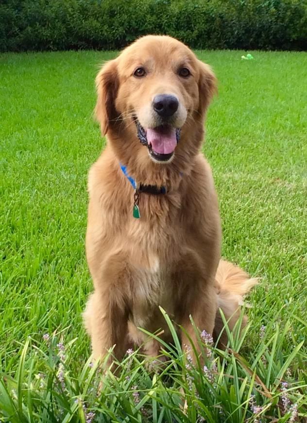 Adopt Levi On Golden Retriever Rescue Dogs Golden Retriever