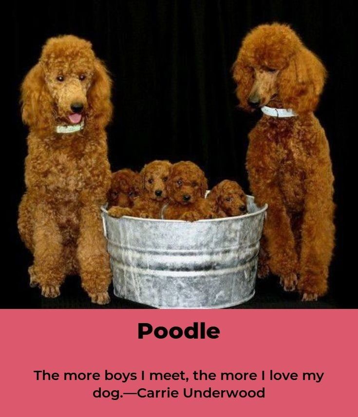 Poodles Poodleboy Poodlepomeranian Poodle Poodle Dog Food