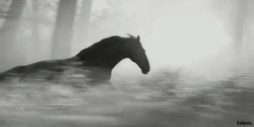 for some reason I think of Secretariat because of how fast he runs
but on the other hand the horse is stu… | Beautiful horses, Pretty horses, Animals beautiful